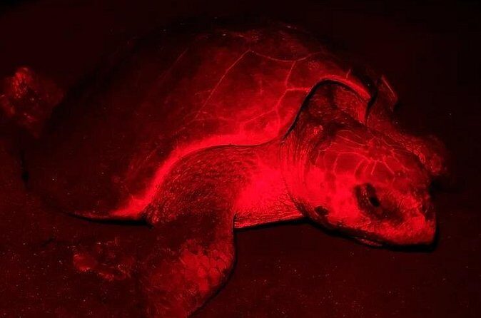 The Majestic Green Turtle Nesting Tour - Final Reflection