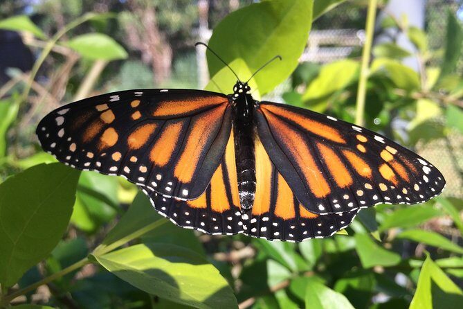 The Maui Butterfly Farm Tour - Experience the Magic of the Maui Butterfly Farm