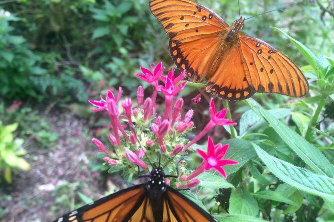 The Maui Butterfly Farm Tour - Who Would Enjoy This Tour?
