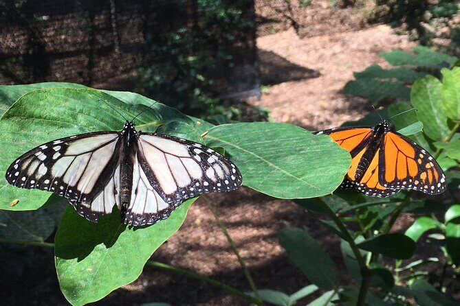 The Maui Butterfly Farm Tour - FAQ