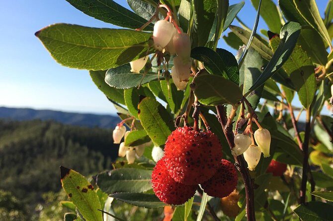 The Medronho Experience! - The Medronho Experience! — A Taste of Rural Portugal