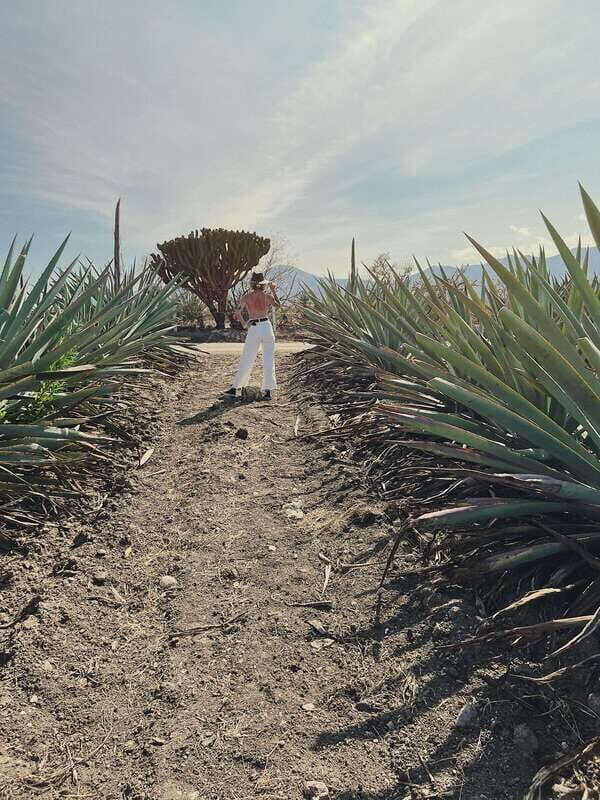 The Mezcal Journey - FAQs
