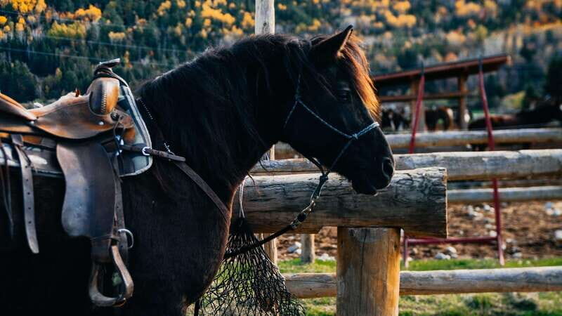 The Montagnarde: Guided horseback ride on mountain trails. - Exploring the Montagnarde: A Detailed Review