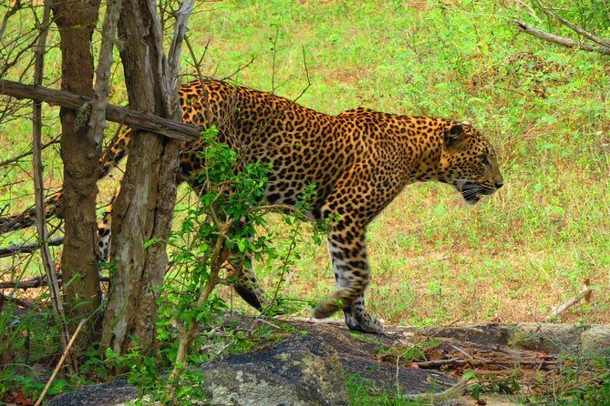 The Most Recommended Round Tour in Sri Lanka - Tea Experience in Nuwara Eliya