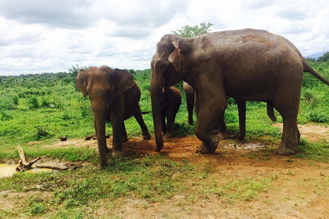 The Most Recommended Round Tour in Sri Lanka - Yala National Park Safari: Wildlife in the Wild