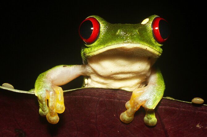 The Night Tour with Tracie The Bug Lady - A Magical Night in the Costa Rican Jungle