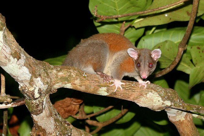 The Night Tour with Tracie The Bug Lady - An In-Depth Review of the Night Tour Experience