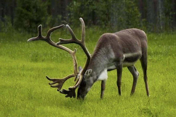 The North Cape, Reindeer and Sami Families Tour - Who Is This Tour Best For?
