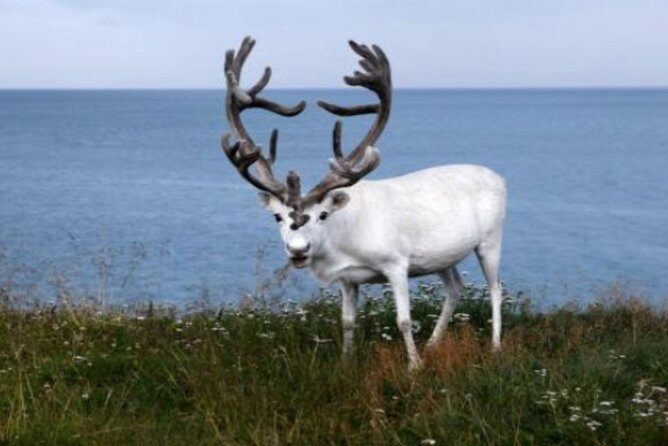 The North Cape, Reindeer and Sami Families Tour - FAQs
