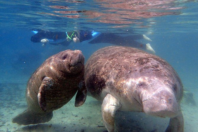 The 'OG' Manatee Snorkel Tour with In-Water Guide/Photographer - Key Points