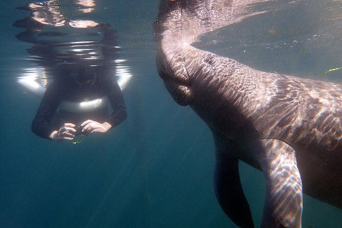 The 'OG' Manatee Snorkel Tour with In-Water Guide/Photographer - Unpacking the Experience: What to Expect on the Tour