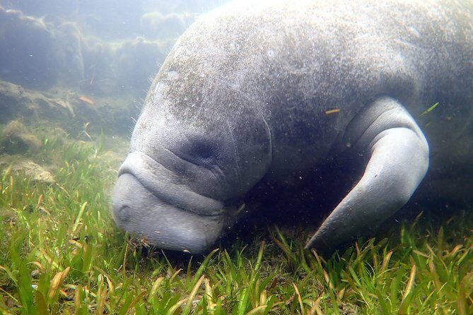 The 'OG' Manatee Snorkel Tour with In-Water Guide/Photographer - Why This Tour Stands Out