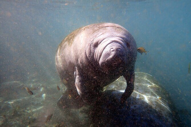The 'OG' Manatee Snorkel Tour with In-Water Guide/Photographer - Who Will Appreciate This Tour Most?