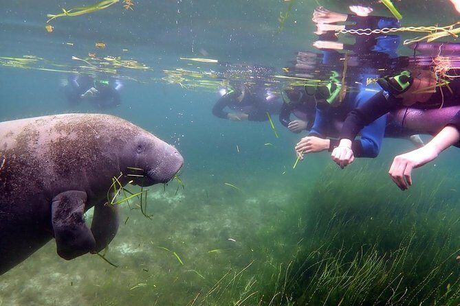 The 'OG' Manatee Snorkel Tour with In-Water Guide/Photographer - Final Thoughts