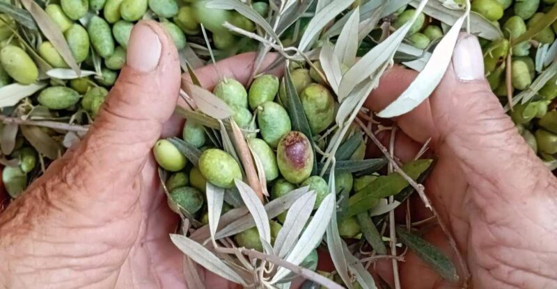 The Olive Oil Experience @ Lefkada Micro Farm - Why This Tour Stands Out