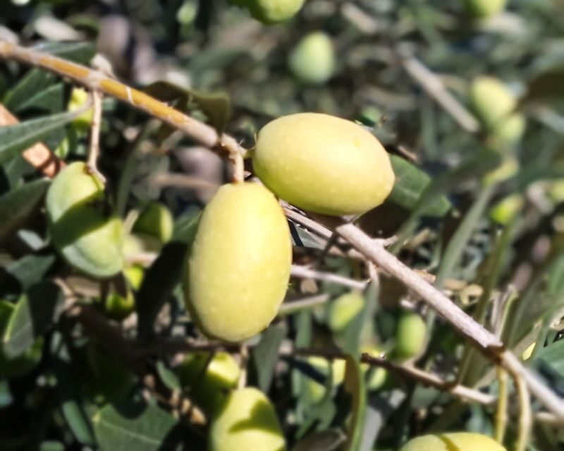 The Olive Oil Experience @ Lefkada Micro Farm - FAQs