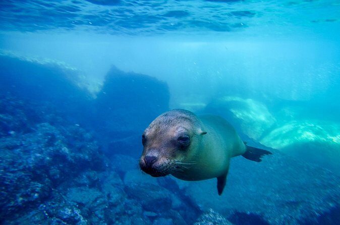 The only Natural Space Dolphin Encounter in Cabo Optional Pickup! - Frequently Asked Questions