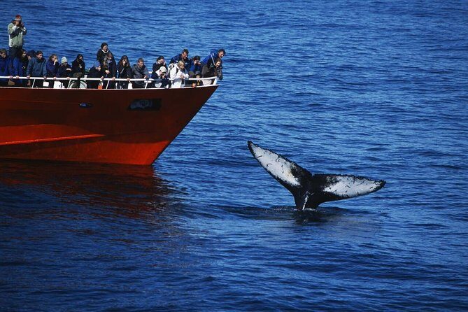 The Original Classic Whale Watching from Reykjavik - Discovering The Original Classic Whale Watching from Reykjavik