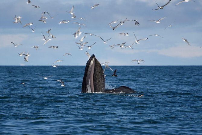 The Original Classic Whale Watching from Reykjavik - Practical Tips for Your Whale Watching Trip