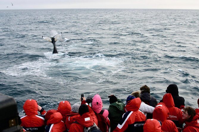 The Original Classic Whale Watching from Reykjavik - Frequently Asked Questions