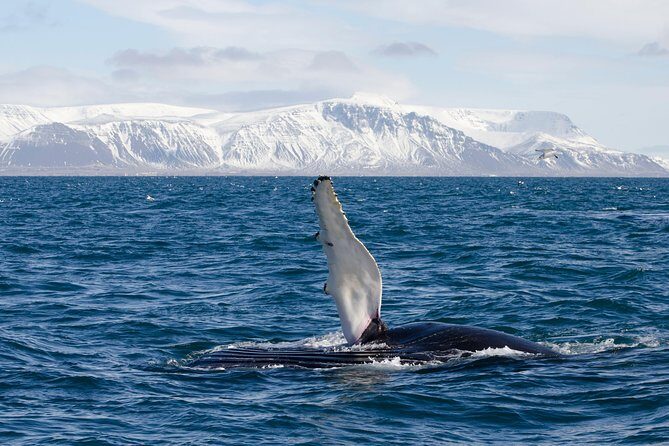 The Original Classic Whale Watching from Reykjavik - Final Word
