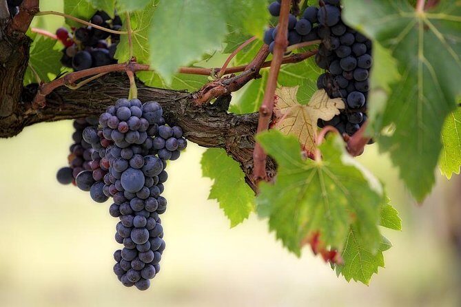 The Original Syrah Wine Tour (2:00 pm - 6:30 pm) - Small Group Tour from Lyon - Key Points