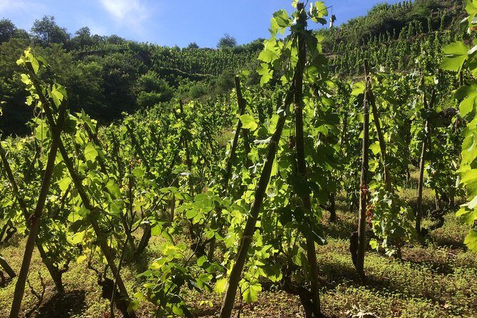 The Original Syrah Wine Tour (2:00 pm - 6:30 pm) - Small Group Tour from Lyon - Examining the Value: Price, Duration, and Experience
