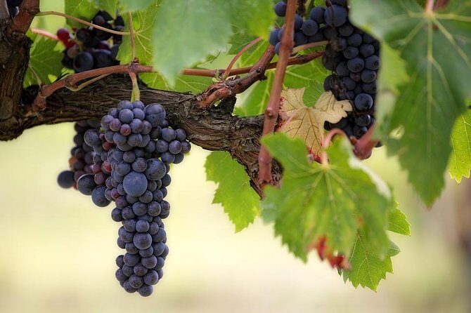 The Original Syrah Wine Tour (9:00 am - 1:30 pm) - Small Group Tours from Lyon - An In-Depth Look at the Tour Experience