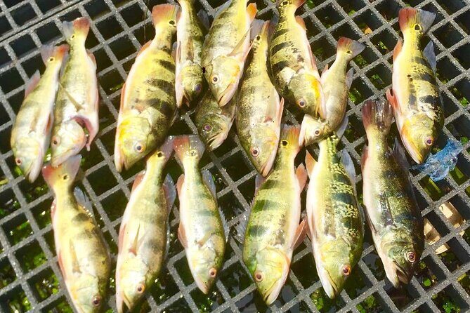 The Panama Canal: Kingfisher Experience Private Tour - Key Points