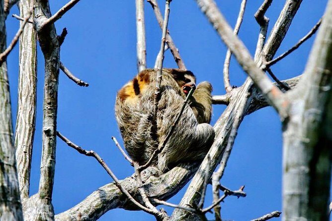 The Panama Canal: Trek & Cruise Private Tour - A Deep Dive into Panama’s Nature and Engineering