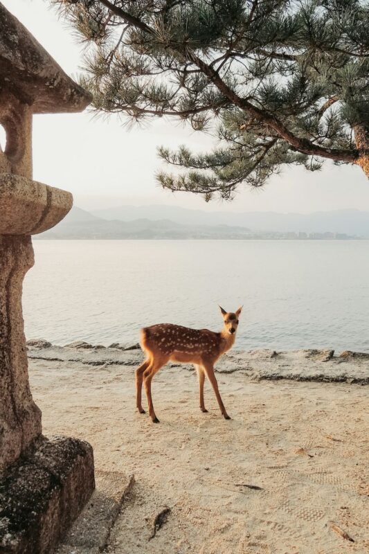 The Peace Memorial to Miyajima: Icons of Peace and Beauty - What the price includes, and what it does not