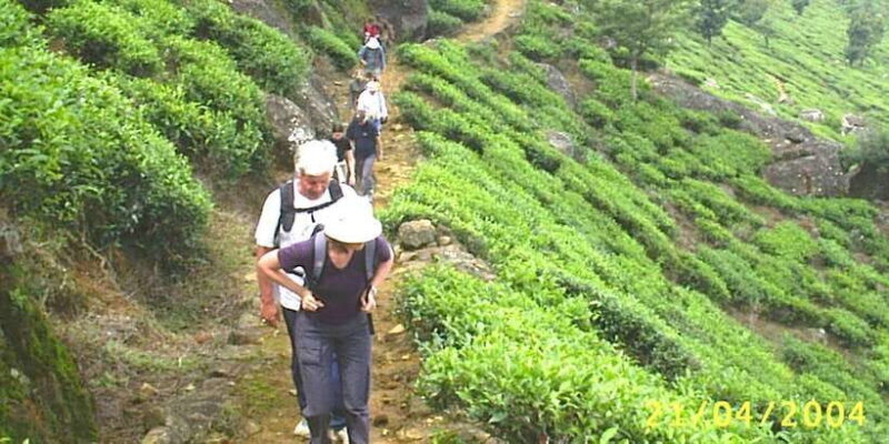 The Pekoe Trail, Stage 12, Trekking Fm Udaweriya To Haputale - Exploring the Itinerary in Detail