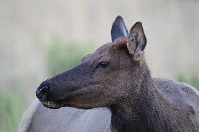 The Premier Wildlife Tours in Rocky Mountain National Park - The Experience: A Deep Dive into Rocky Mountain Wildlife Tours
