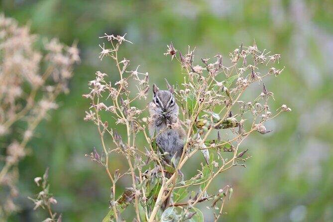 The Premier Wildlife Tours in Rocky Mountain National Park - Final Thoughts