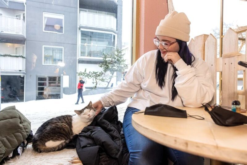 The Private Reykjavik CatWalk - The Sum Up: A Fun, Authentic Experience for Cat Lovers and Curious Travelers