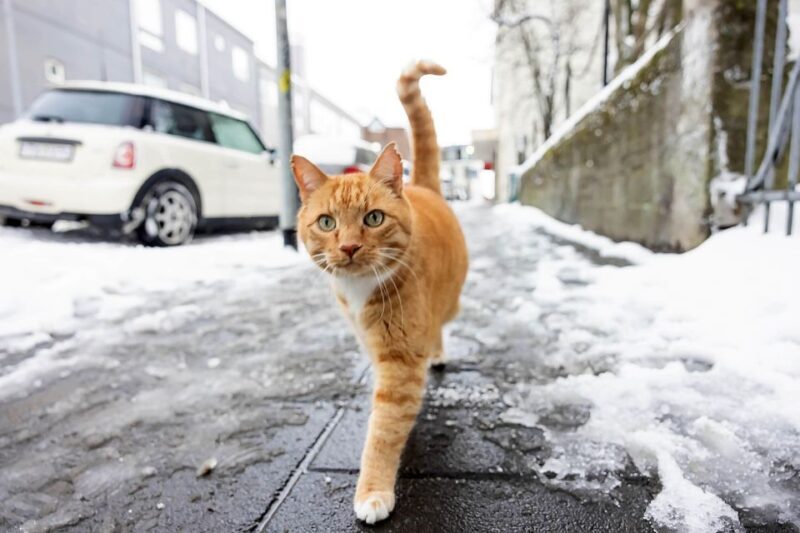 The Private Reykjavik CatWalk - FAQs