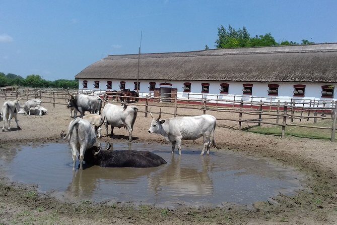 The "Puszta" Horse Show - The Sum Up
