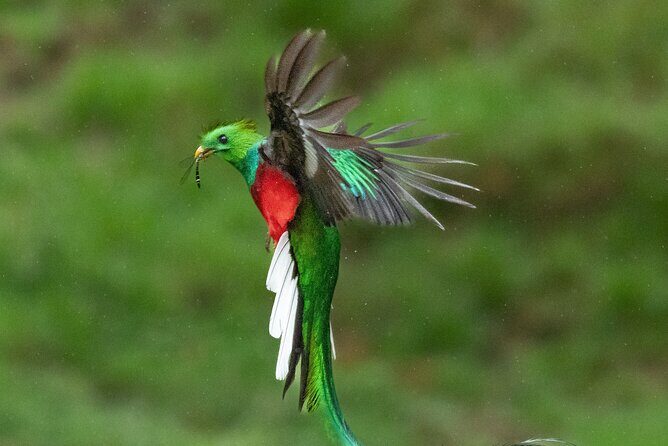 The Quetzal Tour In Monteverde - Exploring the Quetzal Tour in Monteverde: A Deep Dive