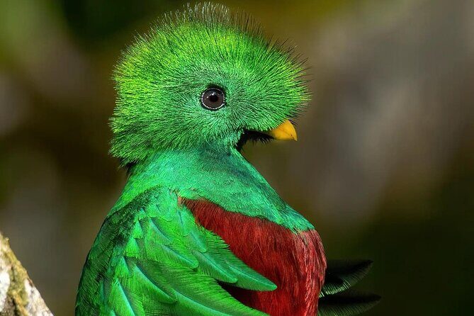 The Quetzal Tour In Monteverde - Final Thoughts: Who Will Love This Tour?