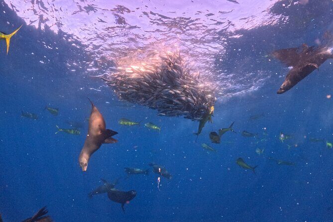 The Race of the Sardine - Final Thoughts: Is This Tour Worth It?