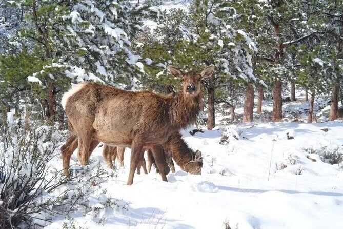 The Rocky Mountain National Park Winter Safari Tour - Authentic Experiences and Authenticity
