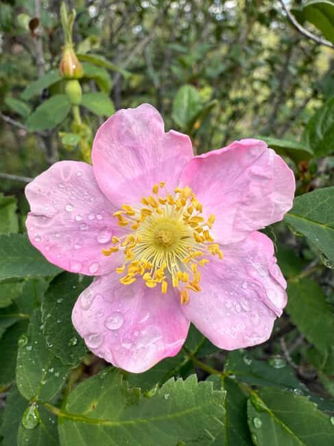 The Sacred Mountains Of Banff And Canmore Walking Tour - Authentic Indigenous Legends and Geology Intertwined