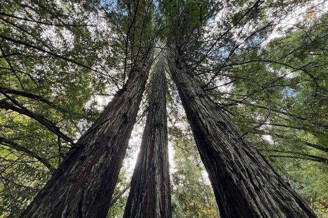 The Secrets of Sacred, Sexy Salmon, Spawning NOW - FAQ