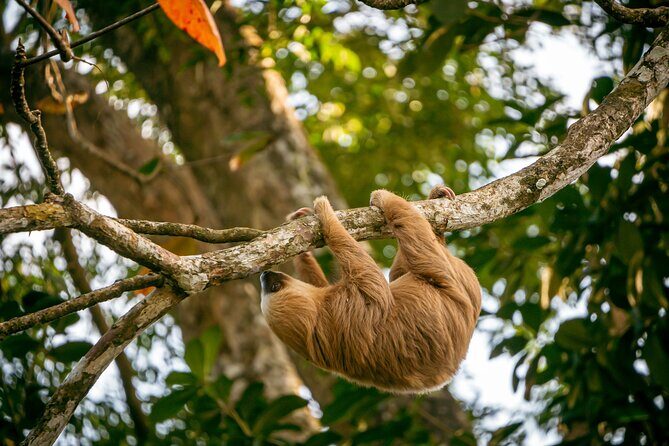 The Sloth and Kayak Tour - Ethical wildlife encounters - Engaging Meta Description
