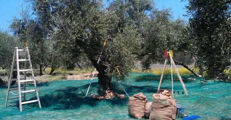 The Terra Creta Olive Oil Experience Tour - FAQ