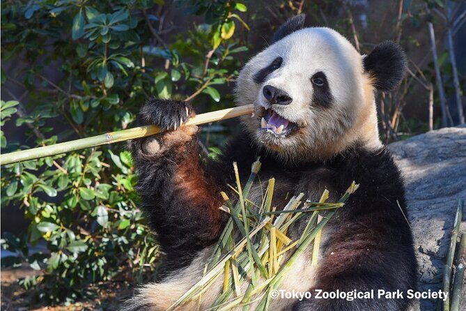 THE TOKYO PASS,Unlimited Entry to Cultural Attractions in Tokyo - Discover Tokyo with THE TOKYO PASS: an affordable way to explore over 50 cultural attractions