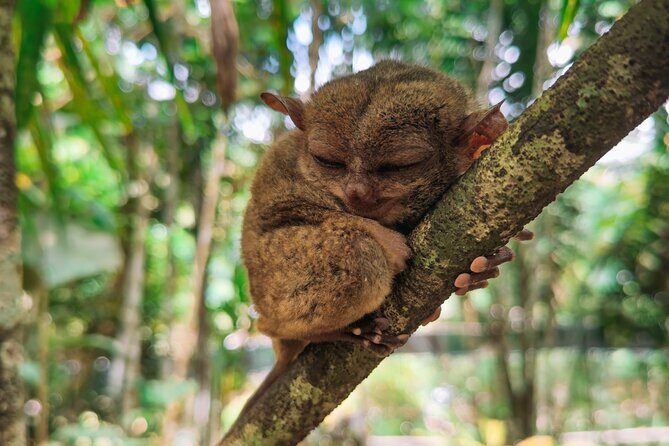 The tour of the must-see sites of Bohol - Discovering Bohol’s Top Sights