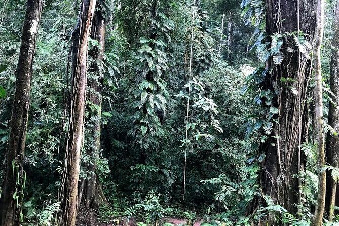 The Ultimate Hikers Choice - 5 days forest trek with homestay and camping - Exploring the 5-Day Laos Jungle Trek