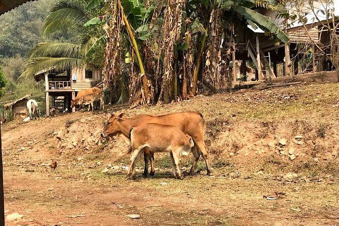 The Ultimate Hikers Choice - 5 days forest trek with homestay and camping - Final Thoughts