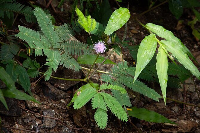 The Ultimate Jaco Waterfall Experience Adventure & Serenity - The Sum Up